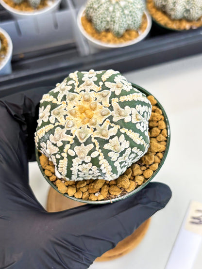 Astrophytum Star Shape (at2) (b3) | Japanese Import (Copy)