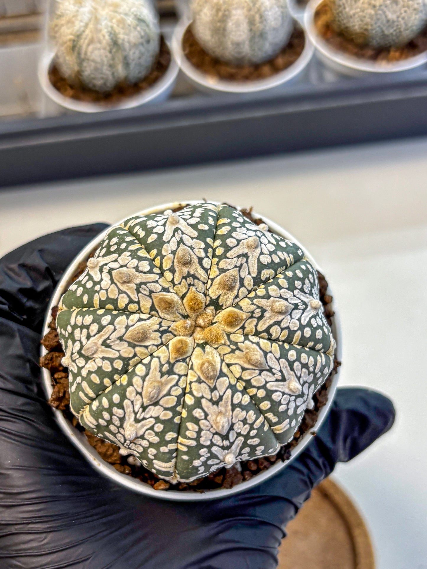 Astrophytum V Type (at5) (08) |  Sea urchin cactus