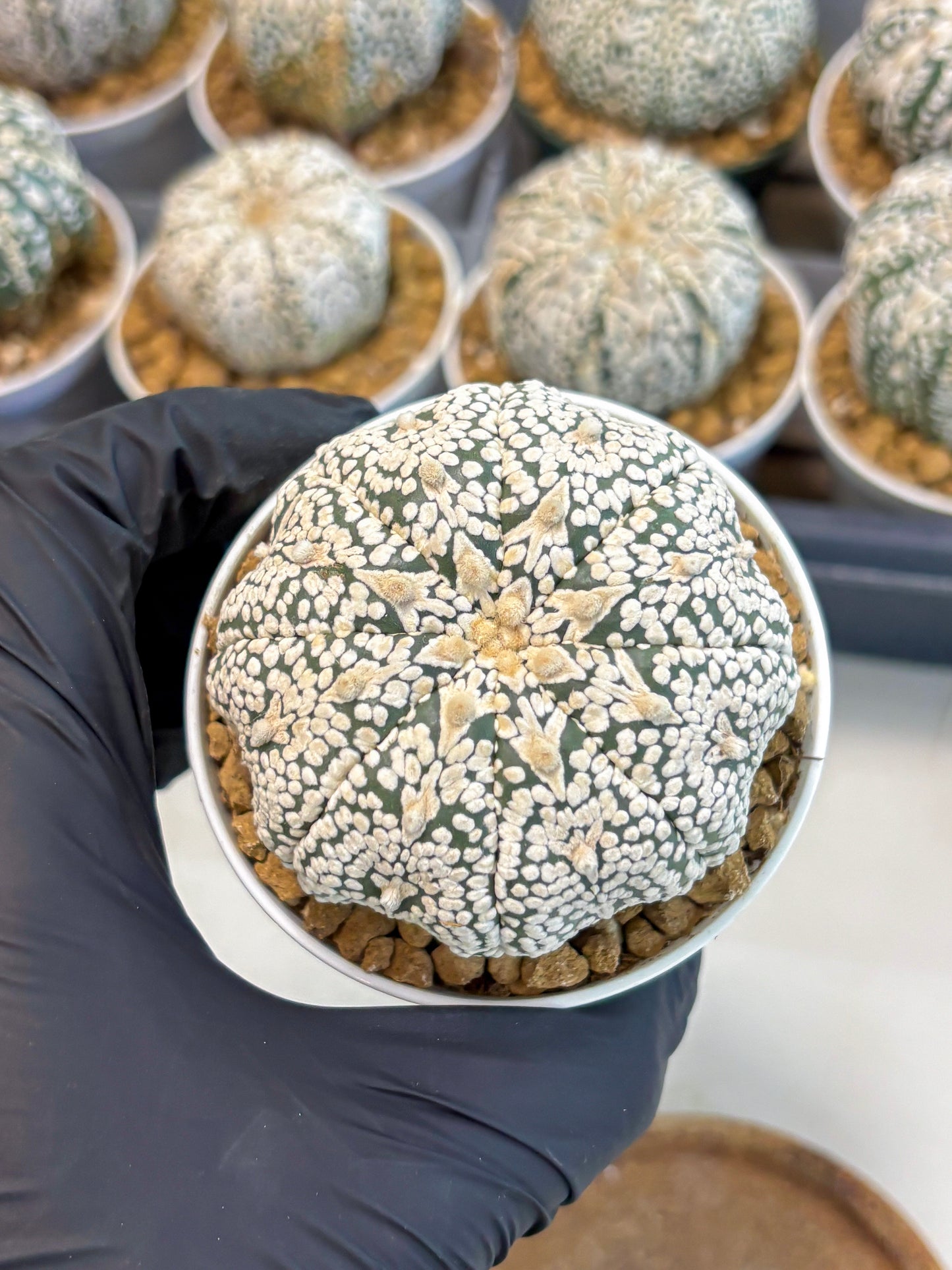 Astrophytum V-Type (at5) (p7) | Rare imported Plant