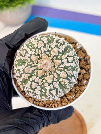 Astrophytum V Type (at2) (08) | Live Plant | Rare Collection