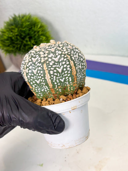 Astrophytum V-Type (at4) (y3) | Ship from Nevada
