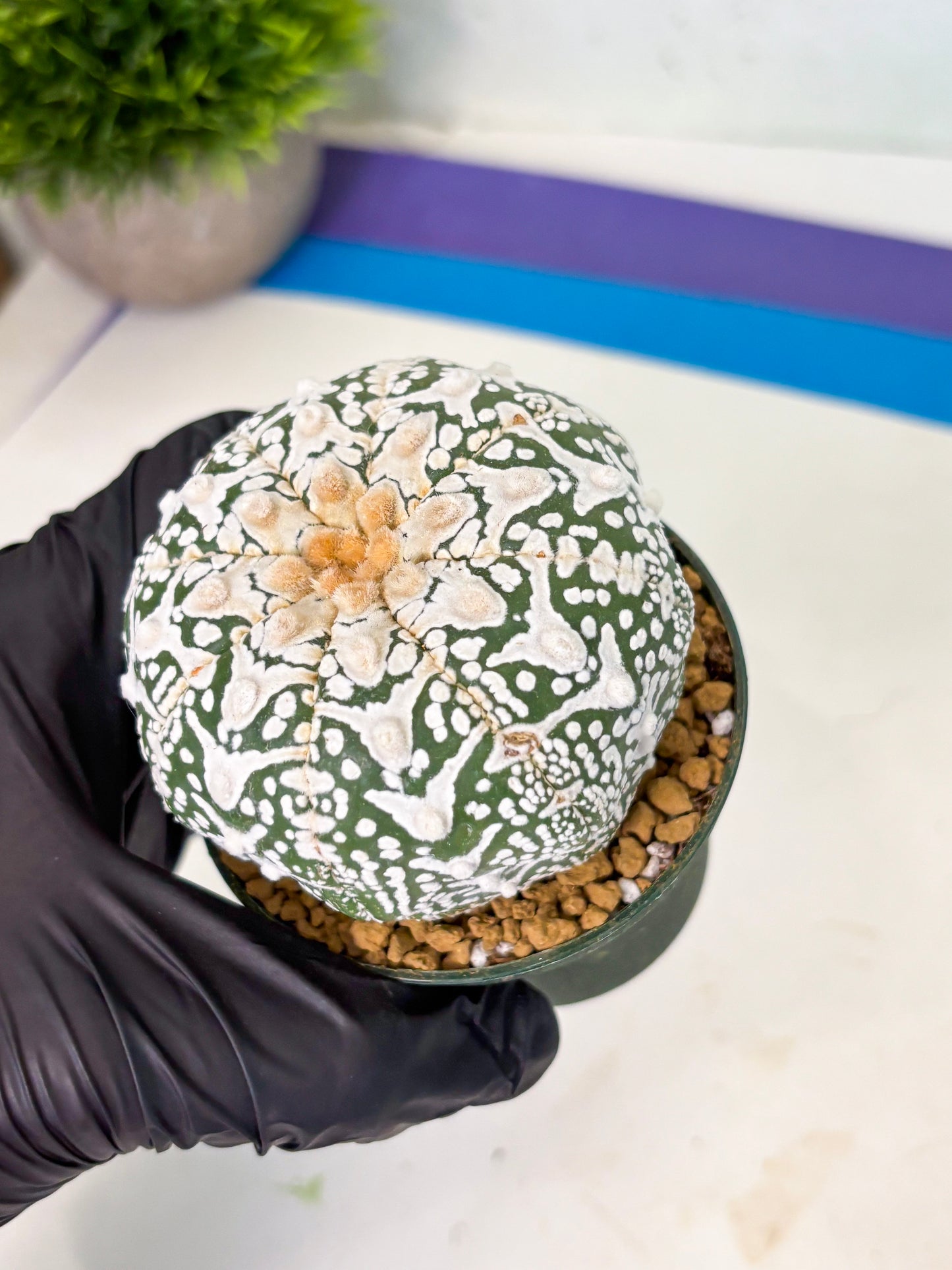 Astrophytum V-Type (at4) (r6) | Ship from Nevada