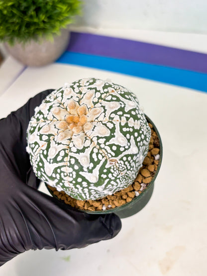 Astrophytum V-Type (at4) (r6) | Ship from Nevada