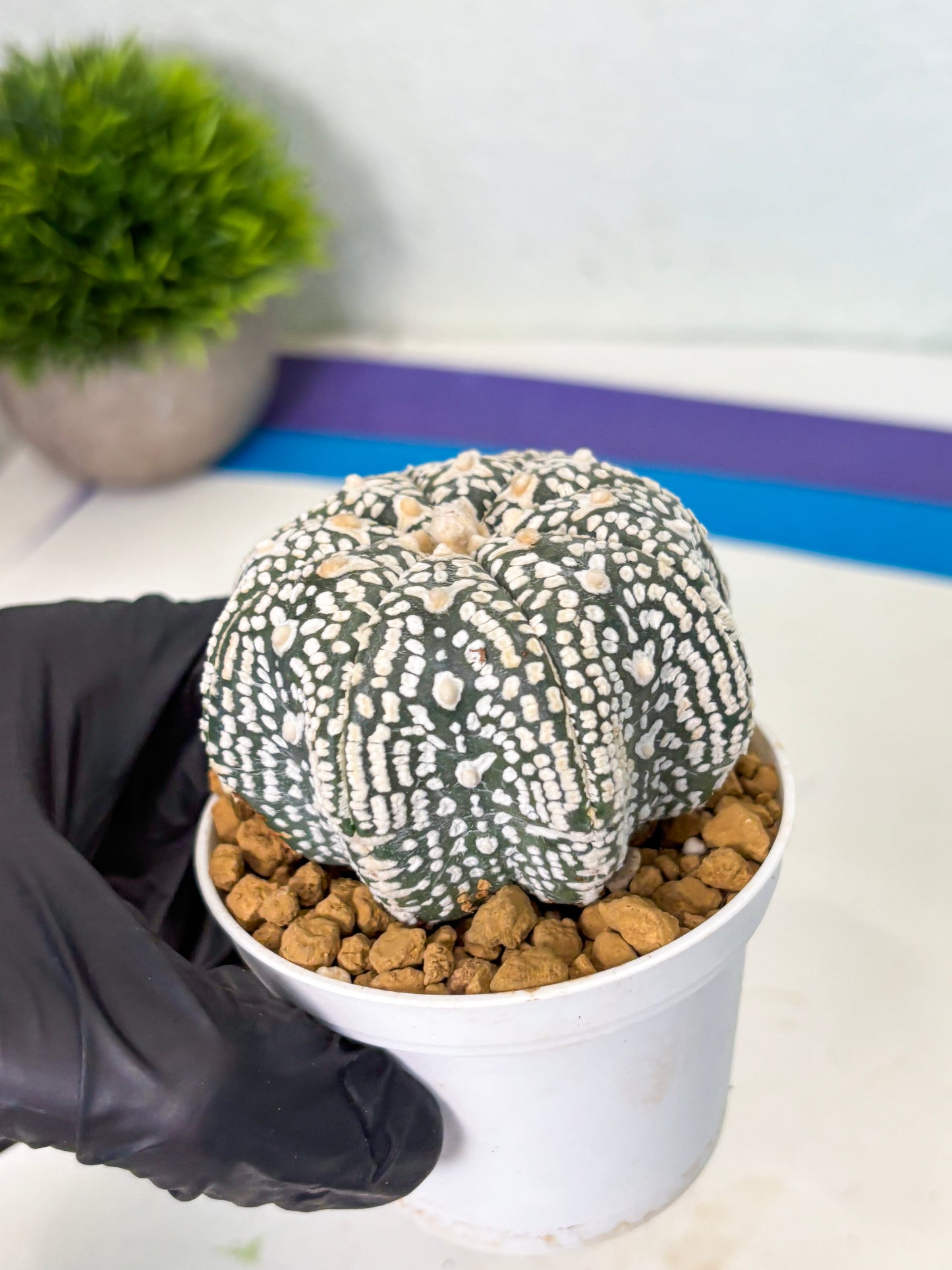 Astrophytum Star Shape (at4) (g4) | Imported Plant