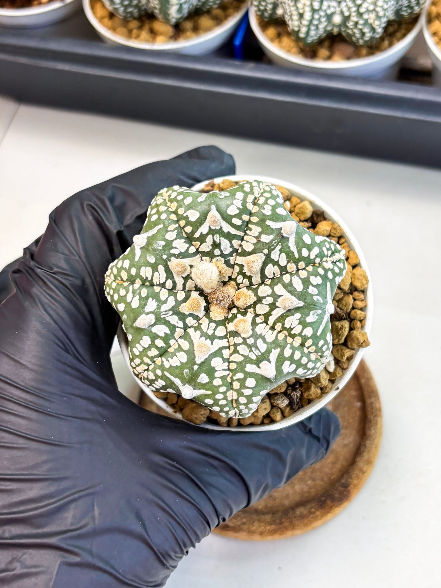Astrophytum Star Shape (at4) (g3) | Imported Plant