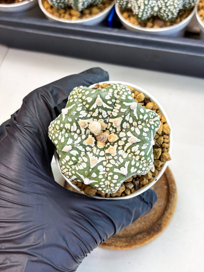 Astrophytum Star Shape (at4) (g3) | Imported Plant