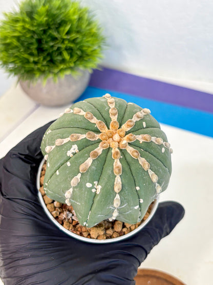 Astrophytum V Type Nudum (at9) (08) | Live Cactus