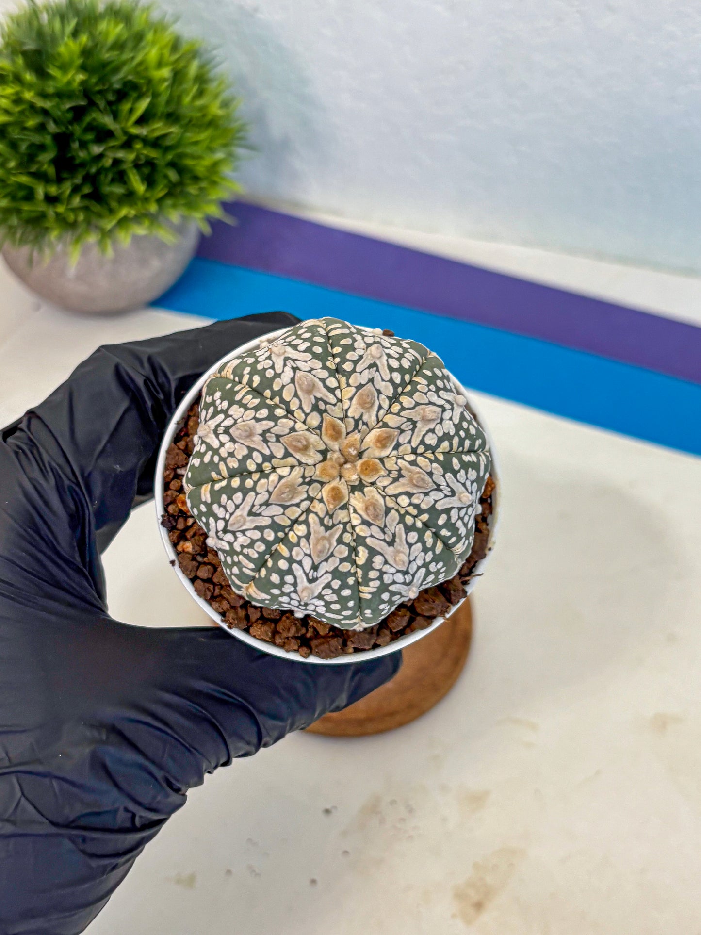 Astrophytum V Type (at5) (08) |  Sea urchin cactus