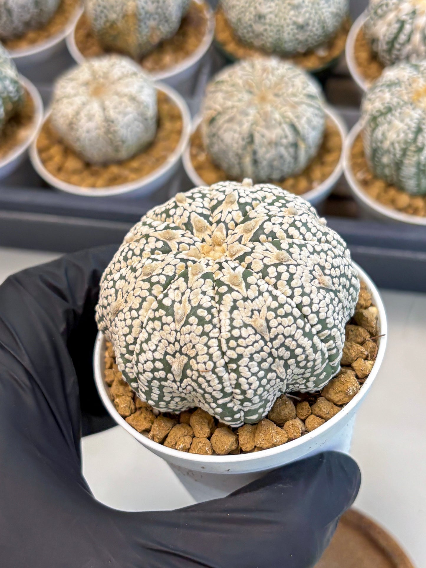 Astrophytum V-Type (at5) (p7) | Rare imported Plant
