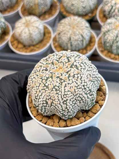 Astrophytum V-Type (at5) (p7) | Rare imported Plant