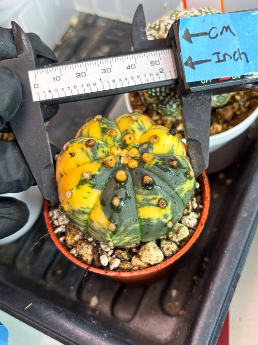 Astrophytum Variegated (T5) (o1) | Nevada Plant Seller | 3" Pot