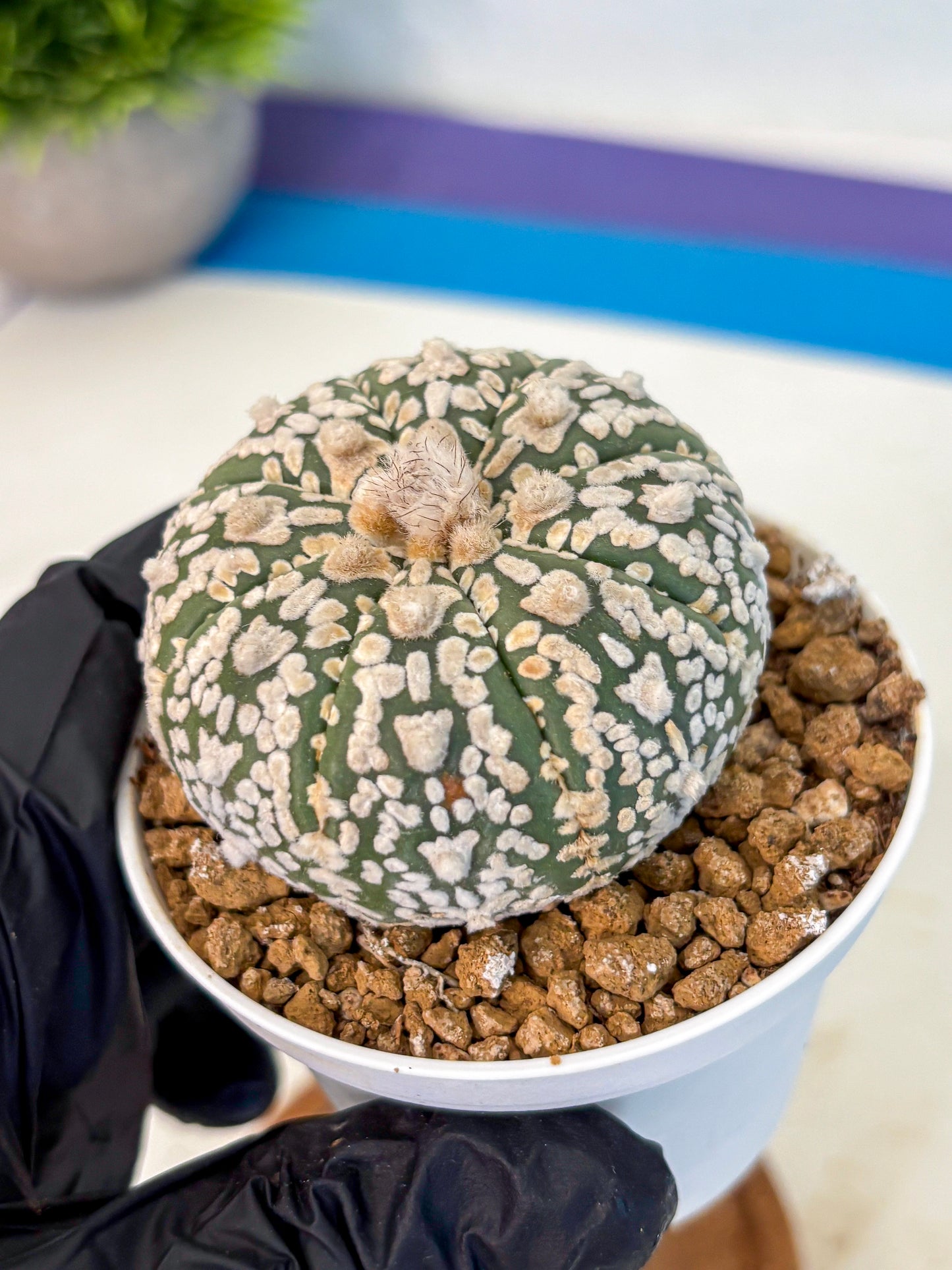 Astrophytum V Type (at2) (08) | Live Plant | Rare Collection