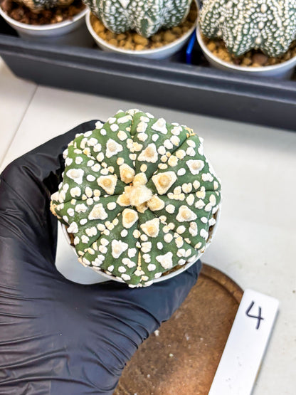Astrophytum V-Type (at4) (y4) | Ship from Nevada