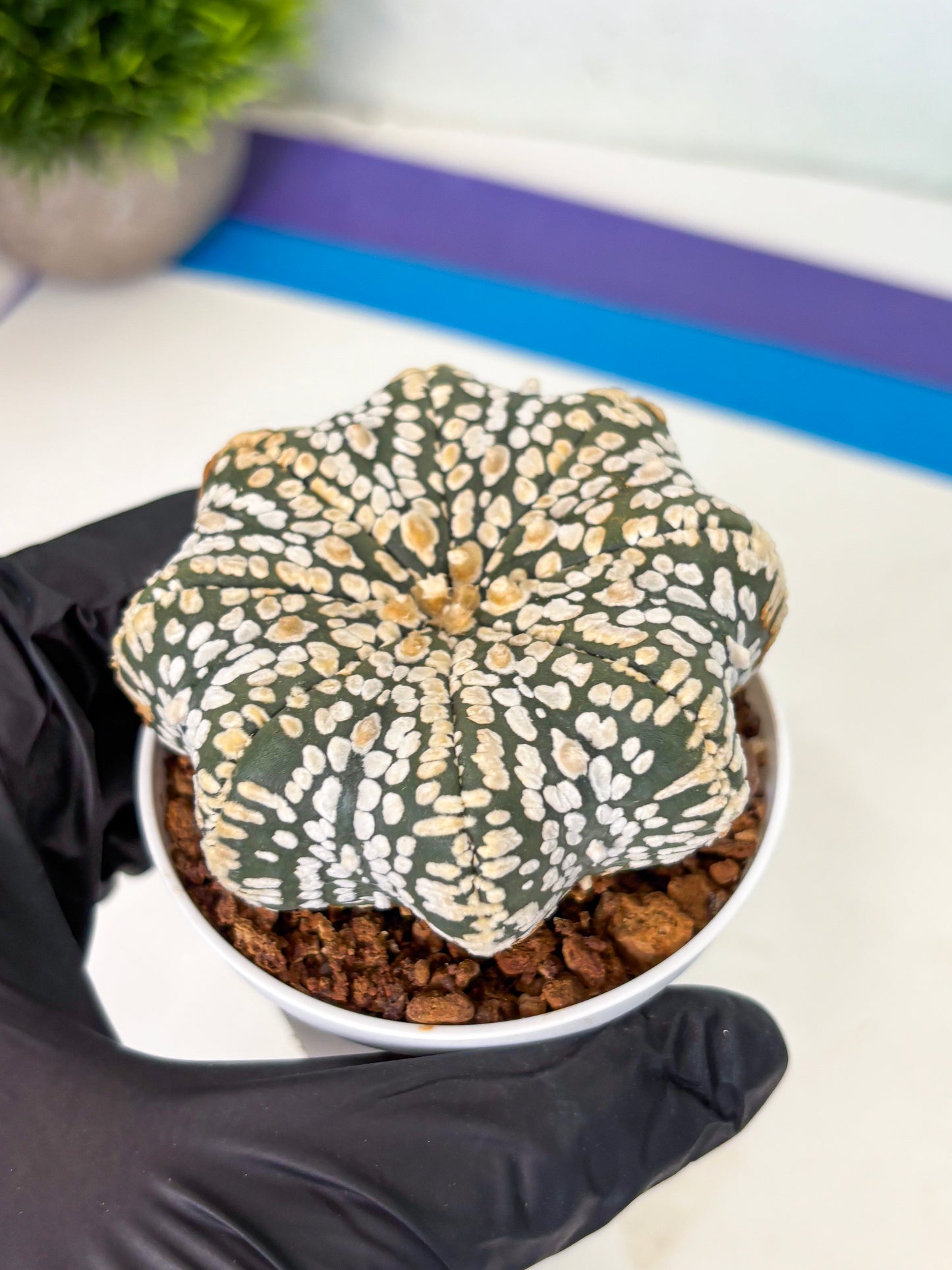 Astrophytum Star Shape (at4) (g7) | Imported Plant
