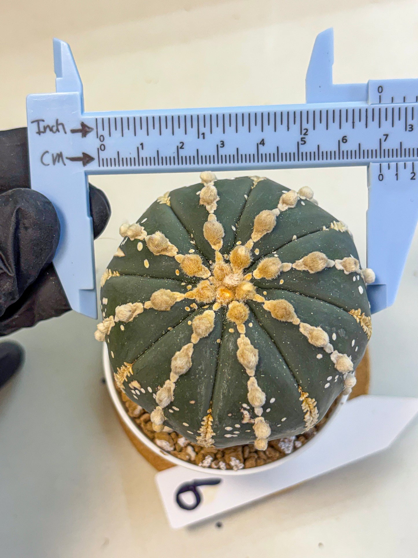 Astrophytum V Type Nudum (at9) (09) | Live Cactus