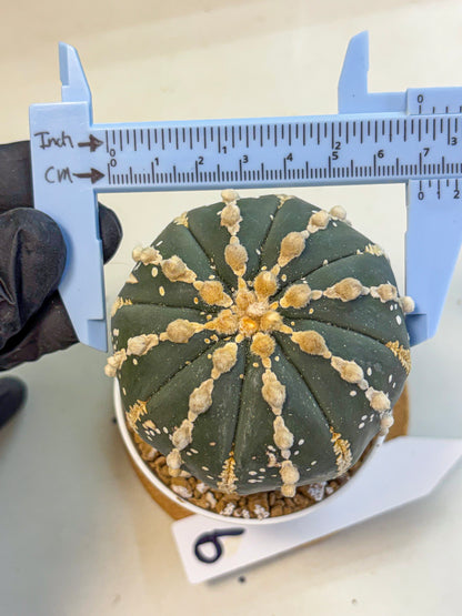 Astrophytum V Type Nudum (at9) (09) | Live Cactus