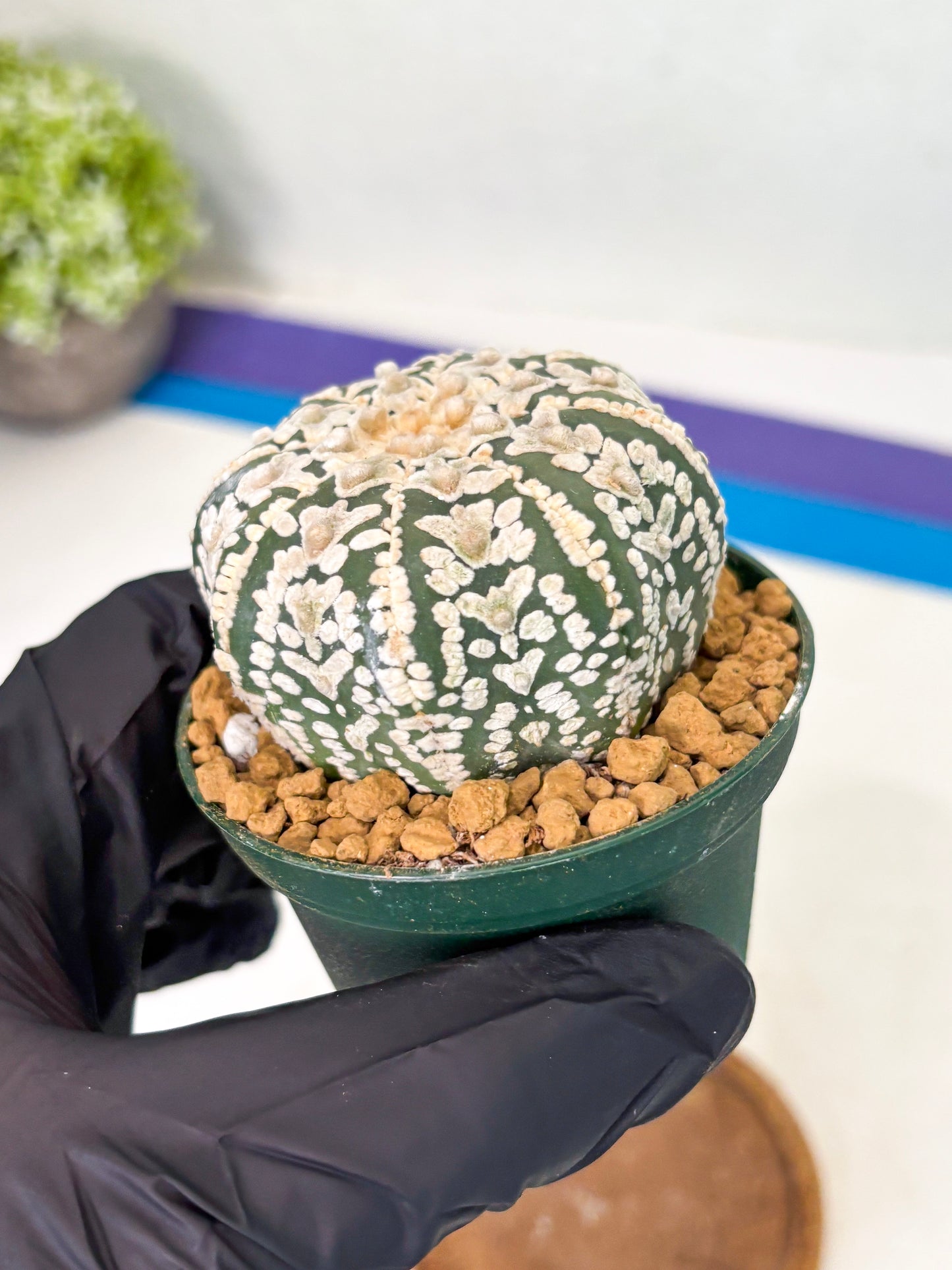 Astrophytum Star Shape (at2) (b3) | Japanese Import (Copy)