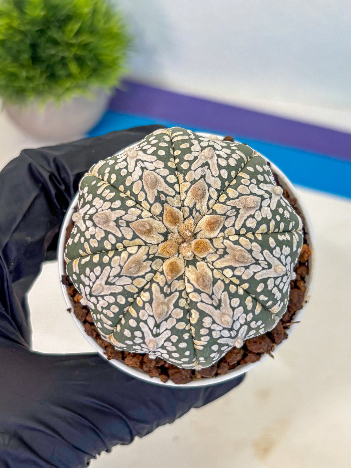 Astrophytum V Type (at5) (08) |  Sea urchin cactus