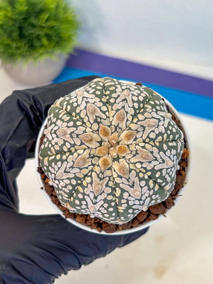 Astrophytum V Type (at5) (08) |  Sea urchin cactus