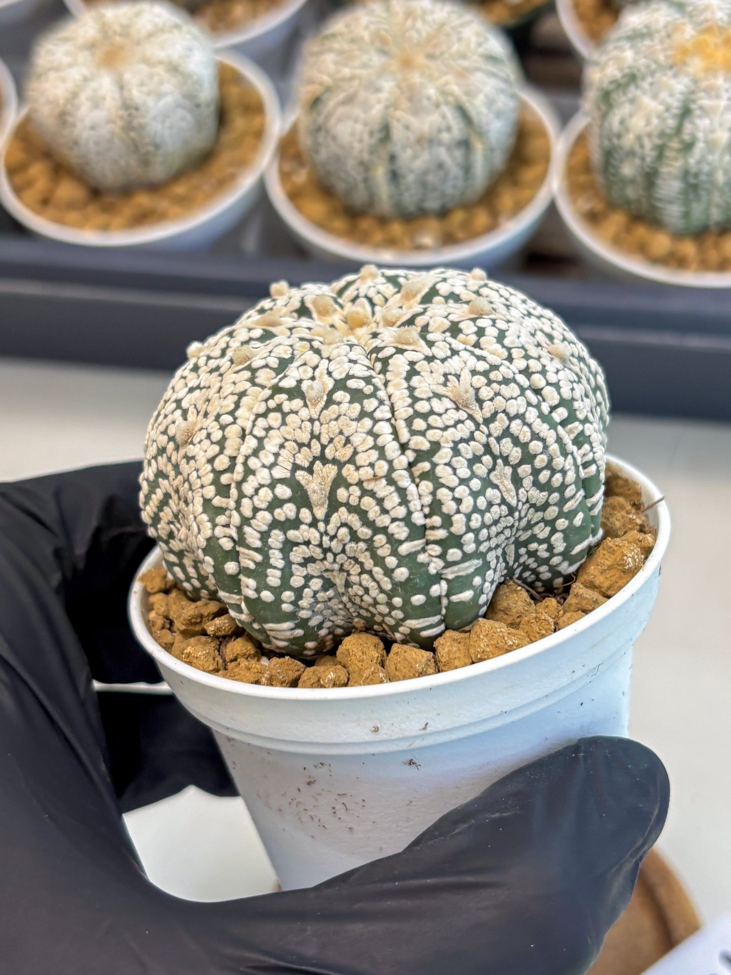 Astrophytum V-Type (at5) (p7) | Rare imported Plant