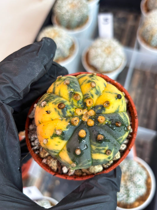 Astrophytum Variegated (T5) (o1) | Nevada Plant Seller | 3" Pot