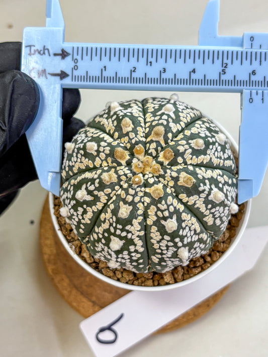 Astrophytum V Type (at2) (09) | Live Plant | Rare Collection