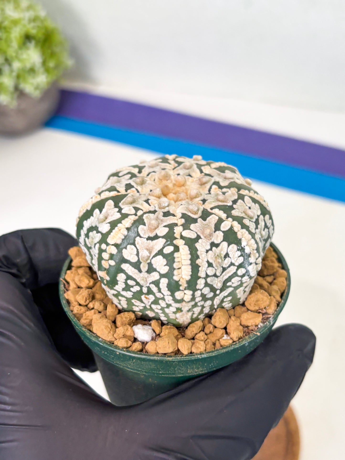 Astrophytum Star Shape (at2) (b3) | Japanese Import (Copy)