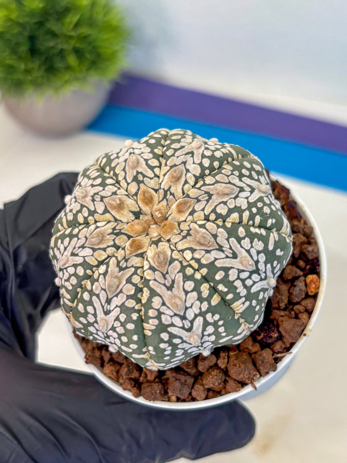 Astrophytum V Type (at5) (08) |  Sea urchin cactus