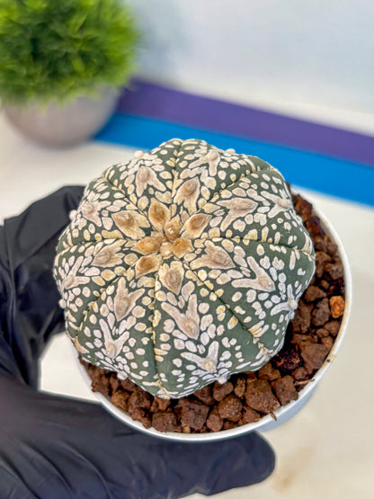 Astrophytum V Type (at5) (08) |  Sea urchin cactus