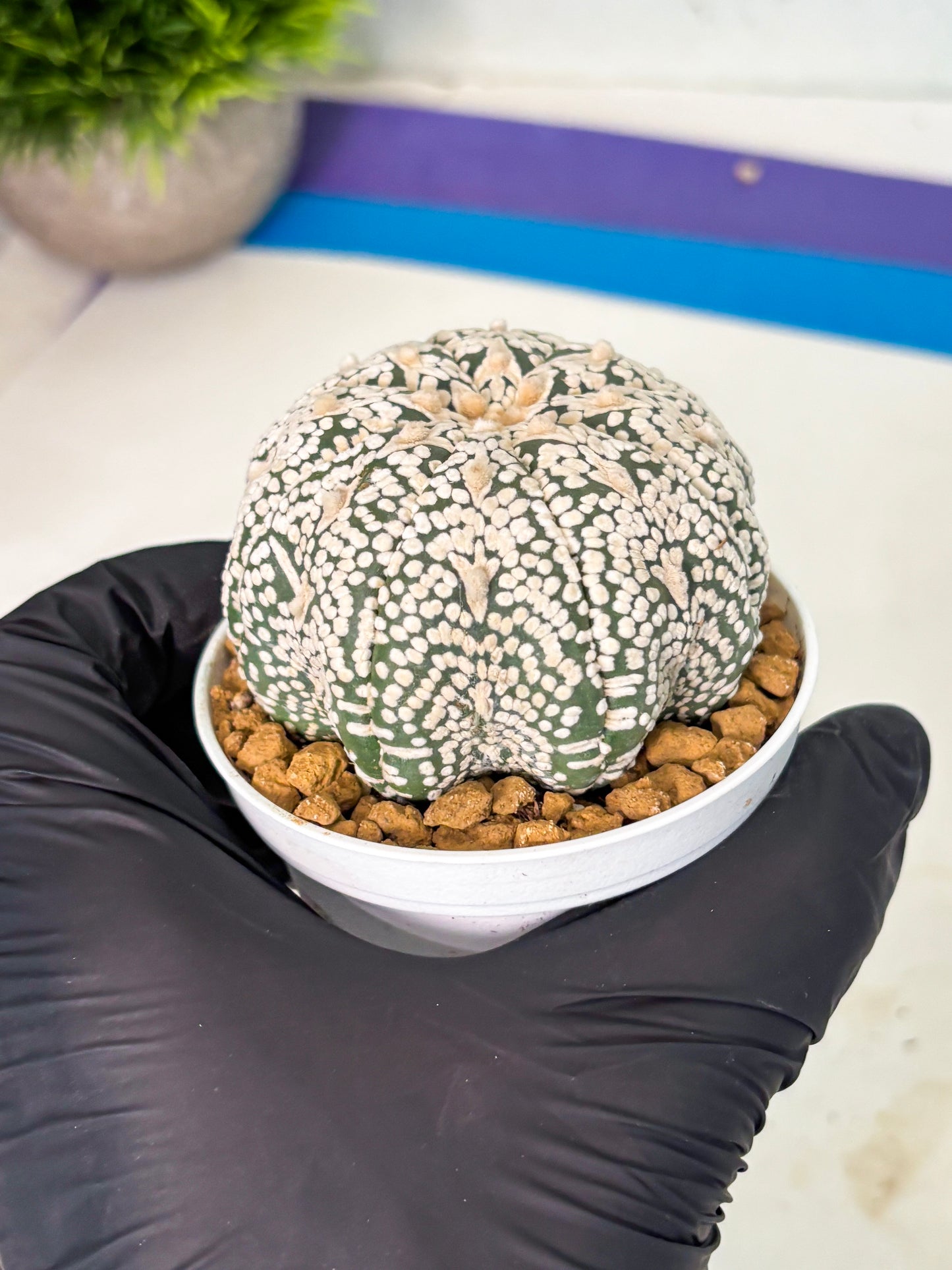 Astrophytum V-Type (at5) (p7) | Rare imported Plant