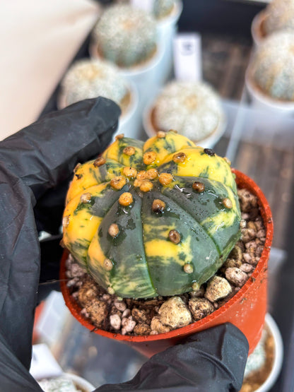 Astrophytum Variegated (T5) (o1) | Nevada Plant Seller | 3" Pot