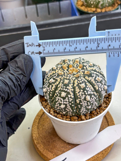 Astrophytum V Type (at2) (09) | Live Plant | Rare Collection