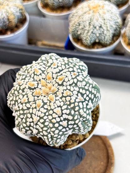 Astrophytum Star Shape (at4) (g6) | Imported Plant