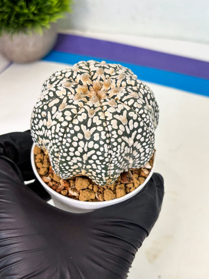 Astrophytum V-Type (at4) (y6) | Ship from Nevada