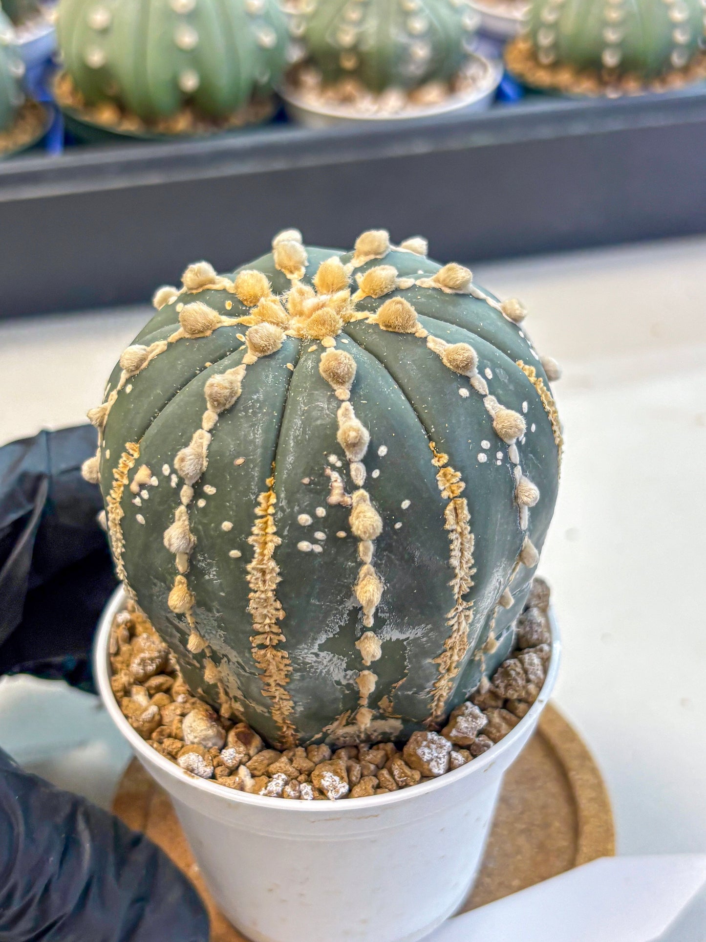 Astrophytum V Type Nudum (at9) (09) | Live Cactus