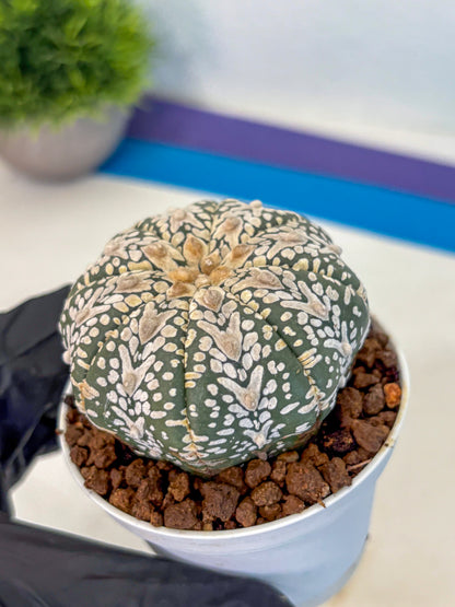 Astrophytum V Type (at5) (08) |  Sea urchin cactus