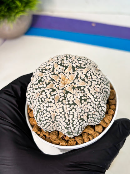 Astrophytum V-Type (at5) (p7) | Rare imported Plant