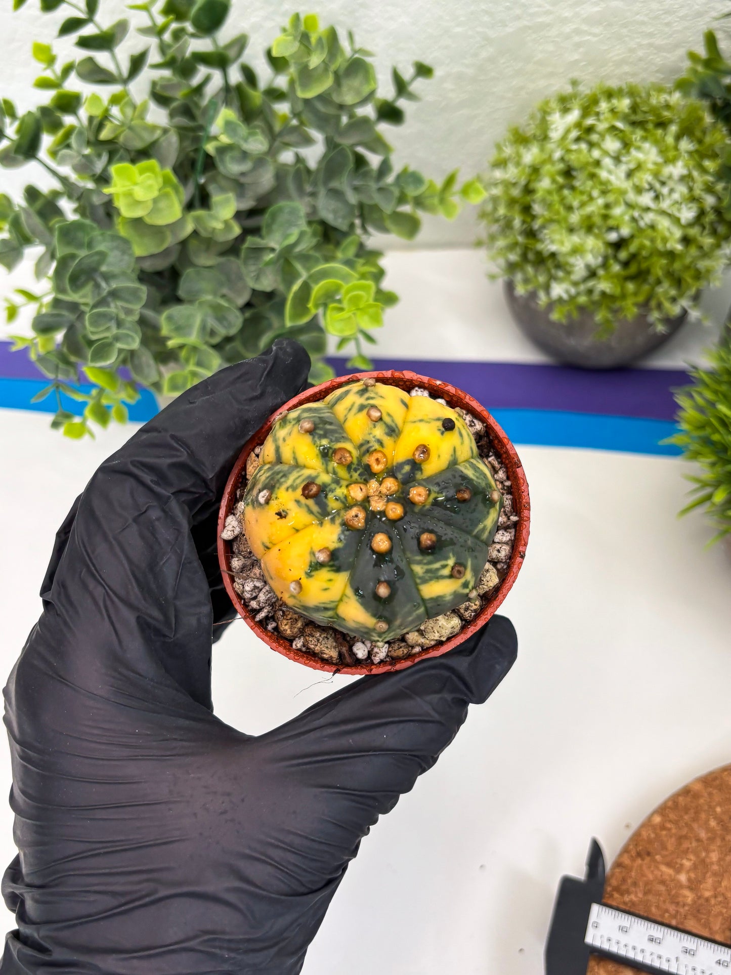 Astrophytum Variegated (T5) (o1) | Nevada Plant Seller | 3" Pot