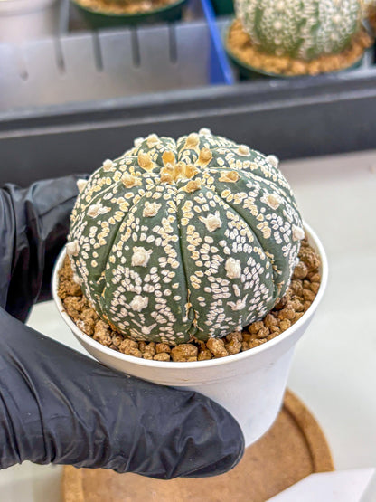 Astrophytum V Type (at2) (09) | Live Plant | Rare Collection