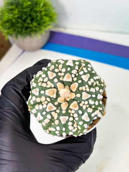 Astrophytum V-Type (at4) (y4) | Ship from Nevada