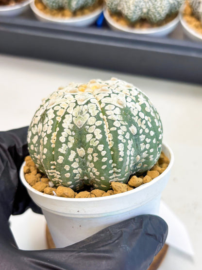 Astrophytum V-Type (at4) (r4) | Ship from Nevada