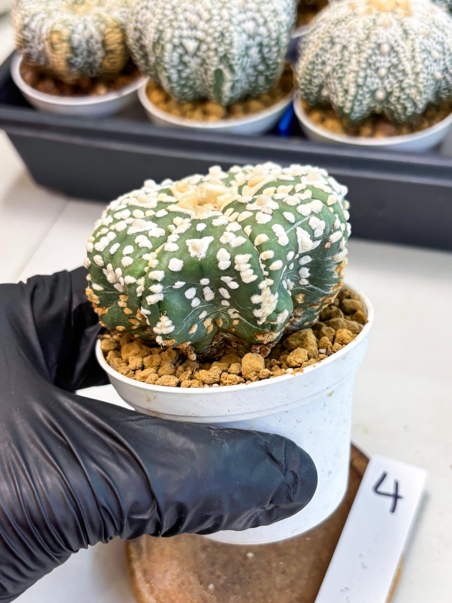 Astrophytum V-Type (at4) (y4) | Ship from Nevada