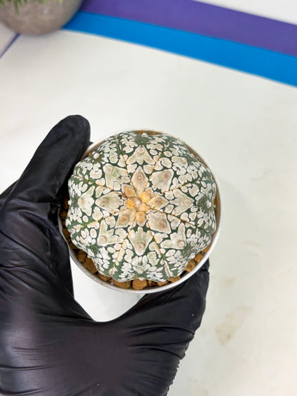 Astrophytum V-Type (at4) (r4) | Ship from Nevada