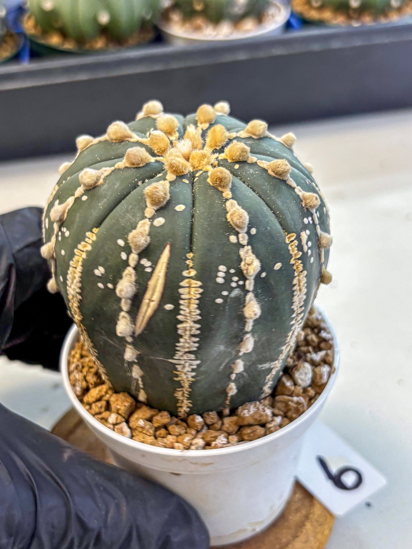 Astrophytum V Type Nudum (at9) (09) | Live Cactus