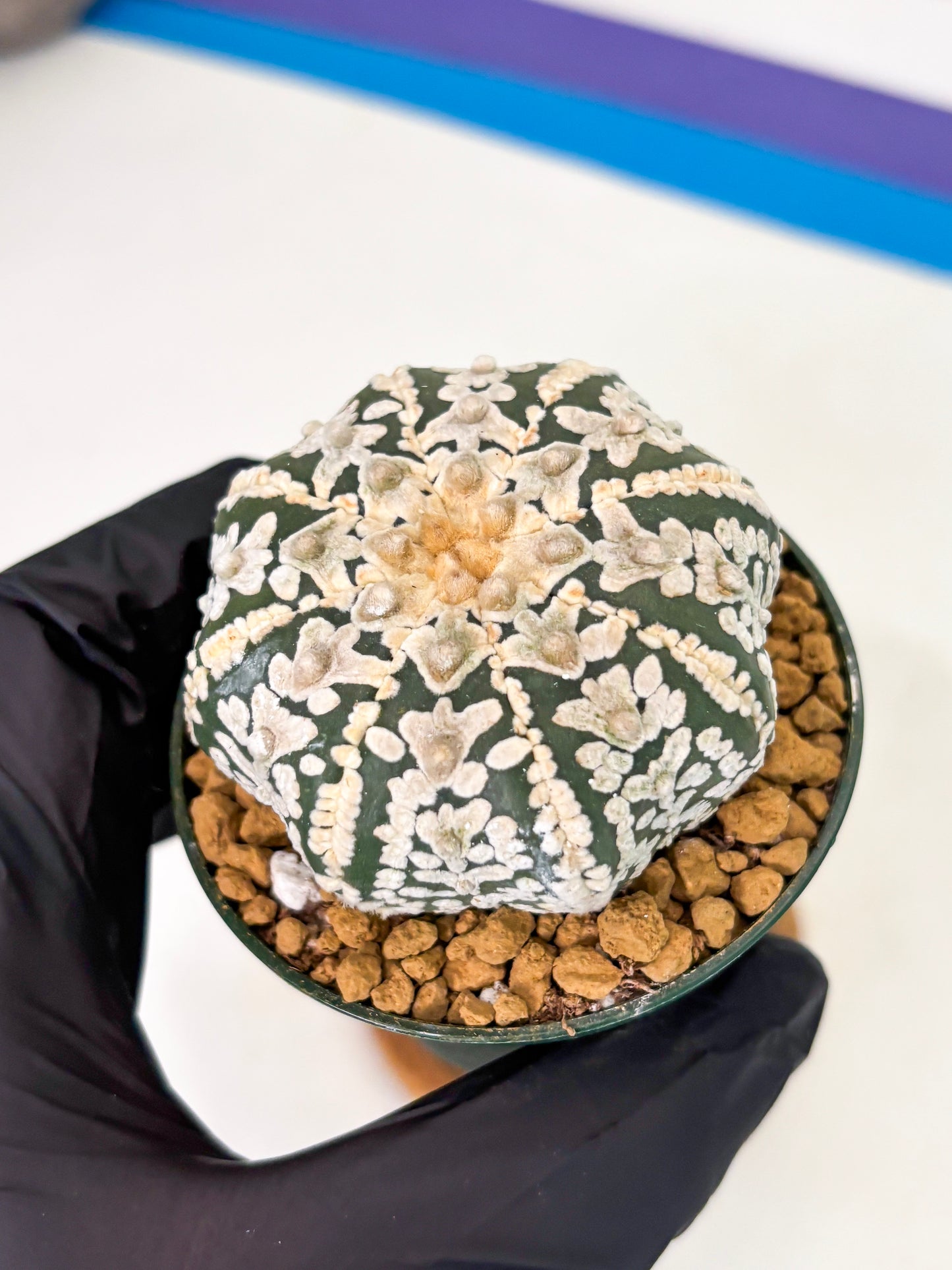Astrophytum Star Shape (at2) (b3) | Japanese Import (Copy)