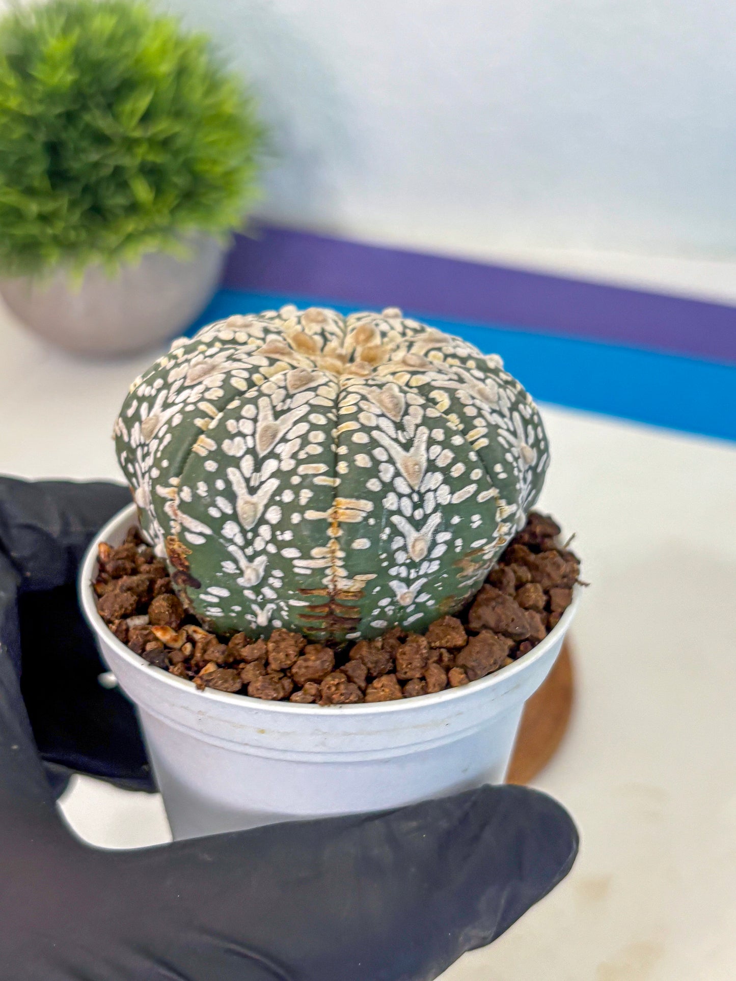 Astrophytum V Type (at5) (08) |  Sea urchin cactus