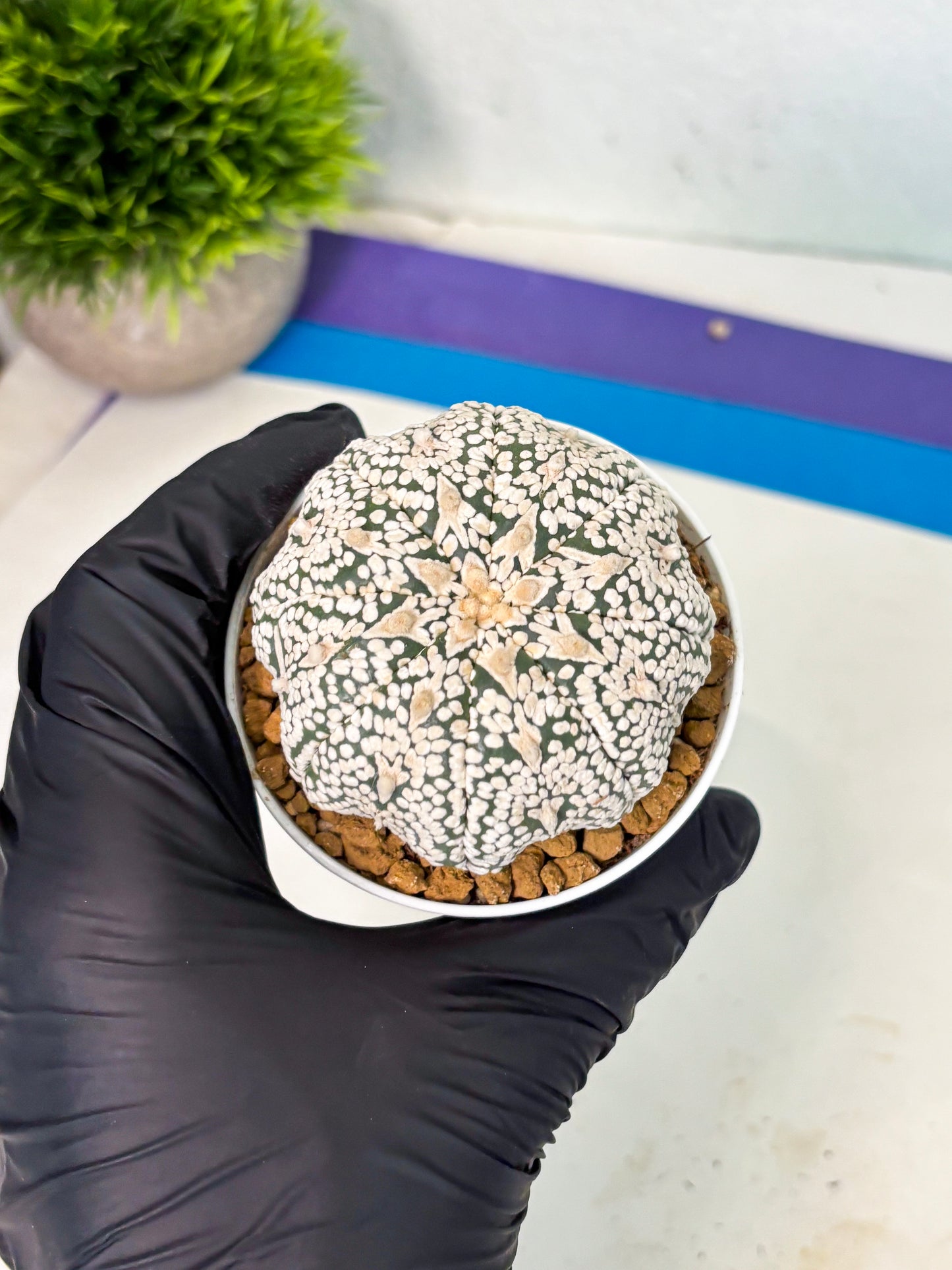 Astrophytum V-Type (at5) (p7) | Rare imported Plant