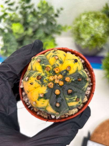 Astrophytum Variegated (T5) (o1) | Nevada Plant Seller | 3" Pot