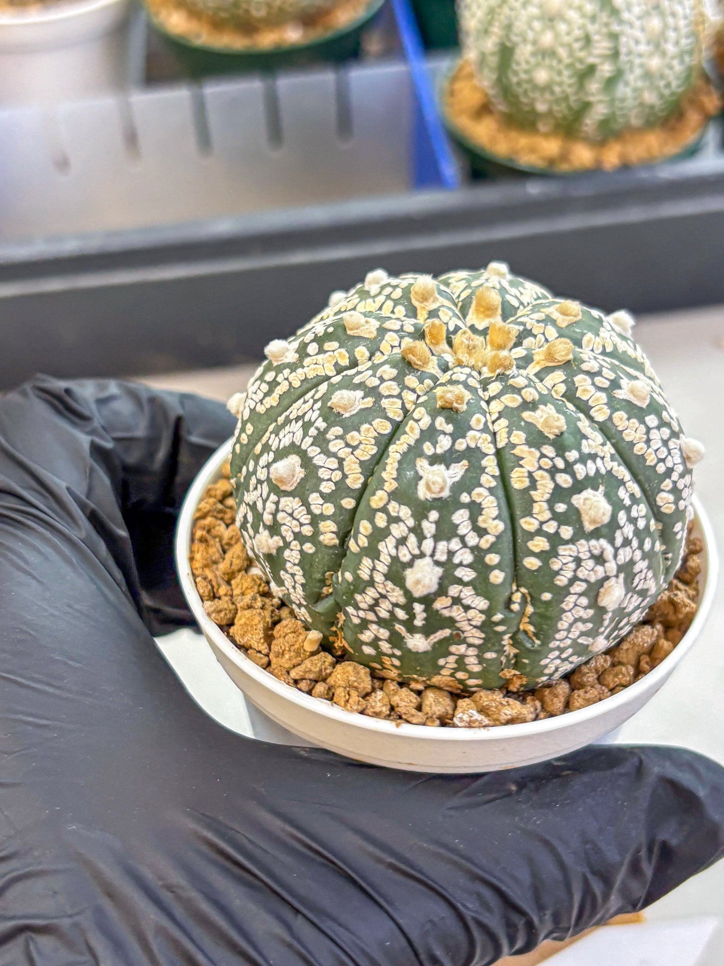 Astrophytum V Type (at2) (09) | Live Plant | Rare Collection