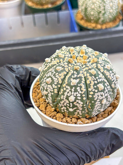 Astrophytum V Type (at2) (09) | Live Plant | Rare Collection